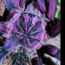 Attēlu rezultāti vaicājumam “Xanthogramma sp. male”