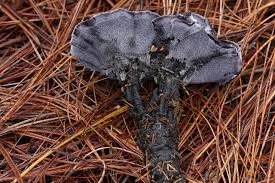 Attēlu rezultāti vaicājumam “Phellodon niger”