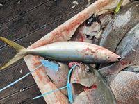 Image result for Elagatis bipinnulata