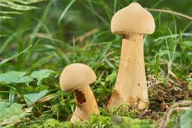 Attēlu rezultāti vaicājumam “Phaeolepiota aurea”