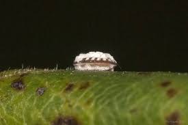 Attēlu rezultāti vaicājumam “Aleurochiton aceris”