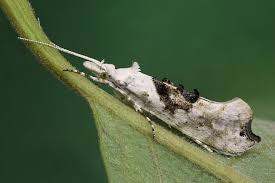 Attēlu rezultāti vaicājumam “Ypsolopha asperella”