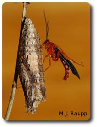 Attēlu rezultāti vaicājumam “Ichneumonidae cocoon”