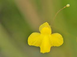 Attēlu rezultāti vaicājumam “Utricularia x neglecta flower”