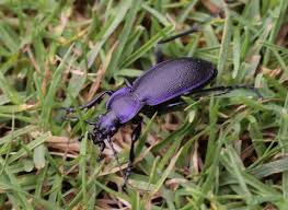 Attēlu rezultāti vaicājumam “Carabus violaceus”