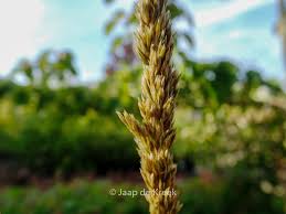 Attēlu rezultāti vaicājumam “Koeleria glauca”