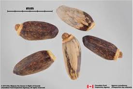 Attēlu rezultāti vaicājumam “Silybum marianum fruit”