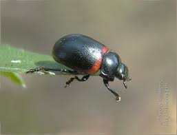 Attēlu rezultāti vaicājumam “Chrysolina staphylaea”