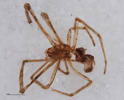 Attēlu rezultāti vaicājumam “Tetragnatha montana”