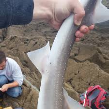 Image result for Mustelus palumbes