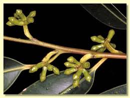 Attēlu rezultāti vaicājumam “Lycogala botrydium sessile”