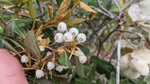 Attēlu rezultāti vaicājumam “Exobasidium splendidum”