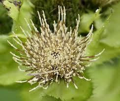 Attēlu rezultāti vaicājumam “Cirsium oleraceum”