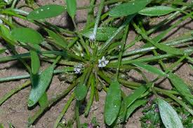 Attēlu rezultāti vaicājumam “Limosella aquatica”