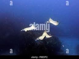 Image result for Mobula hypostoma