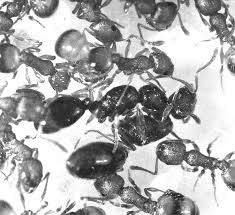 Attēlu rezultāti vaicājumam “Anthrenus sp. imago”