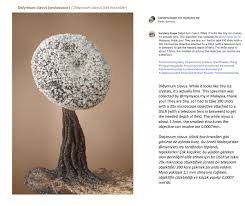 Attēlu rezultāti vaicājumam “Didymium clavus”