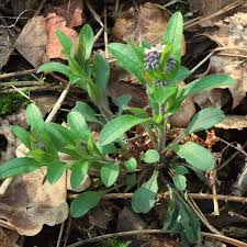 Attēlu rezultāti vaicājumam “Myosotis sylvatica leaf”