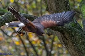Image result for Shropshire Soaring Group