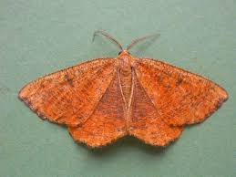 Attēlu rezultāti vaicājumam “Angerona prunaria”