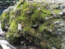 Attēlu rezultāti vaicājumam “Dicranales”