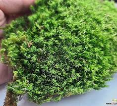 Attēlu rezultāti vaicājumam “Dicranum flagellare”