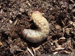 Attēlu rezultāti vaicājumam “Melolontha hippocastani imago”