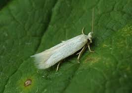 Attēlu rezultāti vaicājumam “Tischeriidae”