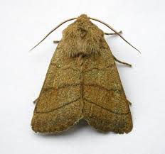 Attēlu rezultāti vaicājumam “Charanyca trigrammica”