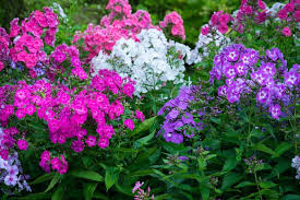Image result for Phlox (großblumig)