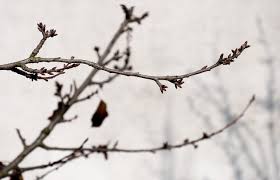 Attēlu rezultāti vaicājumam “Cerasus bud”