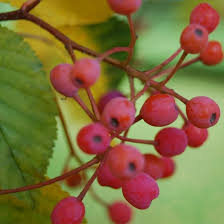 Attēlu rezultāti vaicājumam “Sorbus alnifolia”