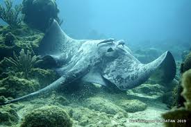 Image result for Styracura pacifica