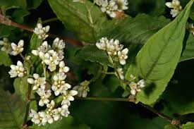 Attēlu rezultāti vaicājumam “Fagopyrum esculentum fruit”