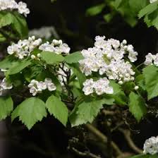 Attēlu rezultāti vaicājumam “Crataegus x macrocarpa fruit”