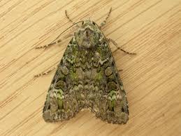 Attēlu rezultāti vaicājumam “Anaplectoides prasina”