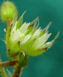 Attēlu rezultāti vaicājumam “Cerastium semidecandrum bud”