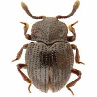 Attēlu rezultāti vaicājumam “Scaphisoma sp.”