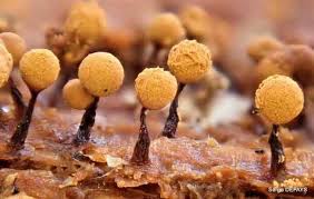 Attēlu rezultāti vaicājumam “Fuligo luteonitens macro”