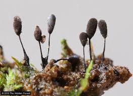 Attēlu rezultāti vaicājumam “Lamproderma pulchellum macro”