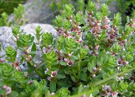 Attēlu rezultāti vaicājumam “Glaux maritima flower”