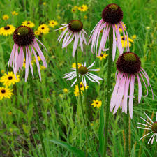 Image result for Echinacea pallida