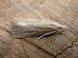 Attēlu rezultāti vaicājumam “Calamotropha paludella”