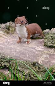 Attēlu rezultāti vaicājumam “Mustela nivalis adult”