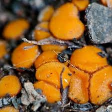 Attēlu rezultāti vaicājumam “Hymenoscyphus imberbis”