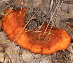 Attēlu rezultāti vaicājumam “Pycnoporus cinnabarinus”