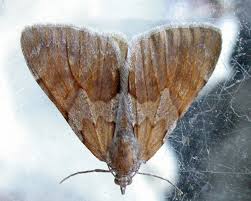 Attēlu rezultāti vaicājumam “Pennithera firmata”