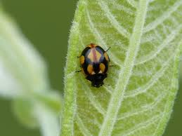 Attēlu rezultāti vaicājumam “Coccinella hieroglyphica”