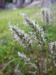 Attēlu rezultāti vaicājumam “Anthoxanthum odoratum”