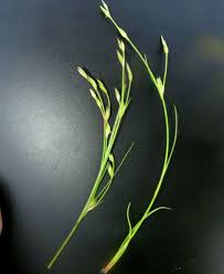 Attēlu rezultāti vaicājumam “Juncus nastanthus”